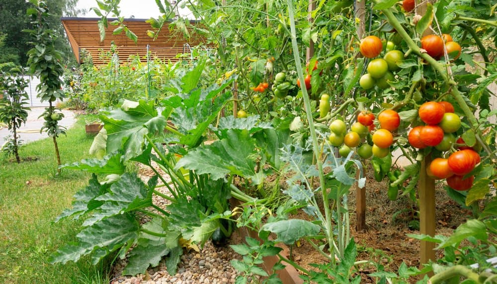 Home Garden Squeeze: The Strategic Real Estate Bet on Food Security an
